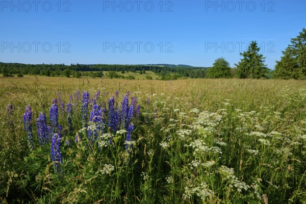 Field with blooming lupines and wide landscape in summer, Fladungen, Frankenheim, Hohe Rhön, Rhön, Hesse, Thuringia, Bavaria, Germany