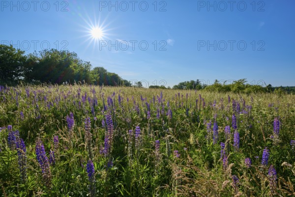 Bright sunbeams over a field with blooming lupines, summer, Fladungen, Frankenheim, Hohe Rhön, Rhön, Hesse, Thuringia, Bavaria, Germany