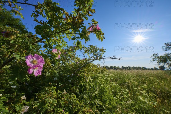 Dog rose, rose bushes and bright sky with sun in a natural landscape, summer, Frankenheim, Hohe Rhön, Rhön, Thuringia, Germany