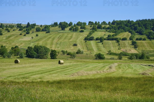 Wide meadows with hay bales and trees under a blue sky, conveys rural idyll, summer, Lange Rhön, Oberelsbach, Rhön, Bavaria, Germany
