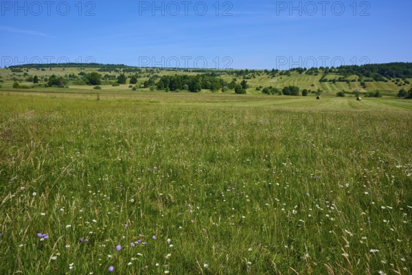 Wide meadow landscape with wild flowers and blue sky, radiates peace and closeness to nature, summer, Lange Rhön, Oberelsbach, Rhön, Bavaria, Germany