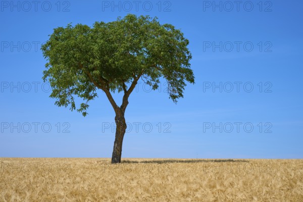 A tree in a wide field with a blue sky in the background, summer, Mainfranken, Bavaria, Germany