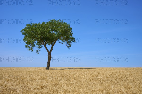 A walnut tree stands in the middle of a golden barley field under a clear sky, summer, Mainfranken, Bavaria, Germany