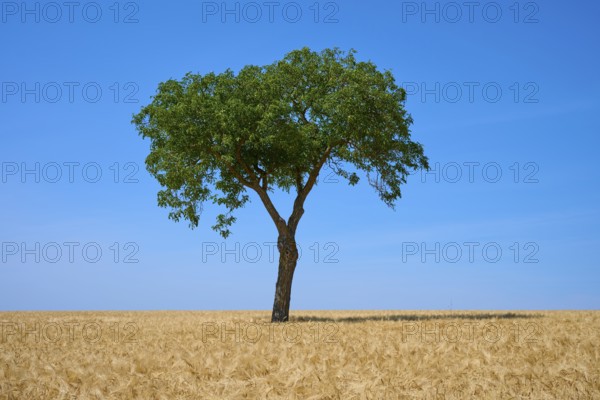 A single walnut tree rises above a golden barley field under a blue sky, summer, Mainfranken, Bavaria, Germany