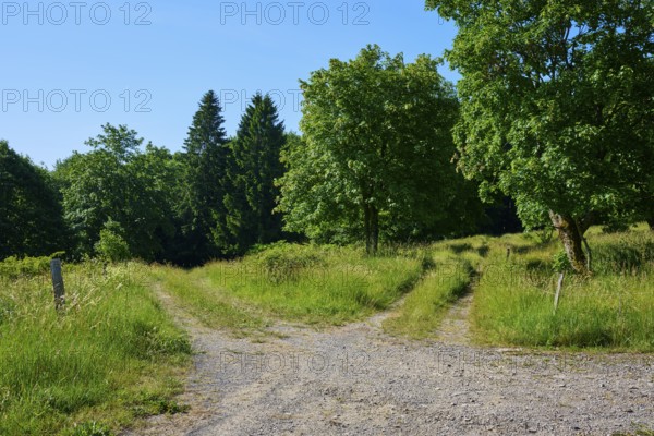 Fork in a path forking in a green wooded area in sunny weather, summer, Fladungen, Hohe Rhön, Rhön, Rhön Grabfeld, Bavaria, Germany