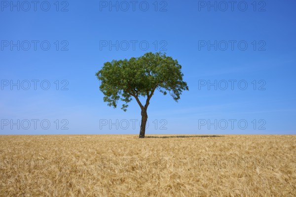 A lonely walnut tree stands in a barley field under a clear blue sky, summer, Mainfranken, Bavaria, Germany