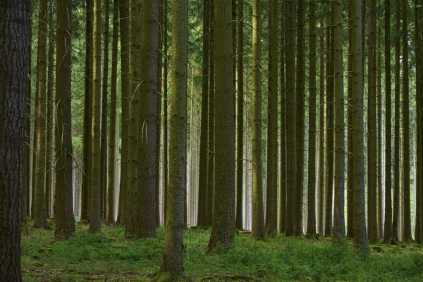 Dense coniferous forest with tall green trees and tree trunks, Odenwald, Hesse, Germany