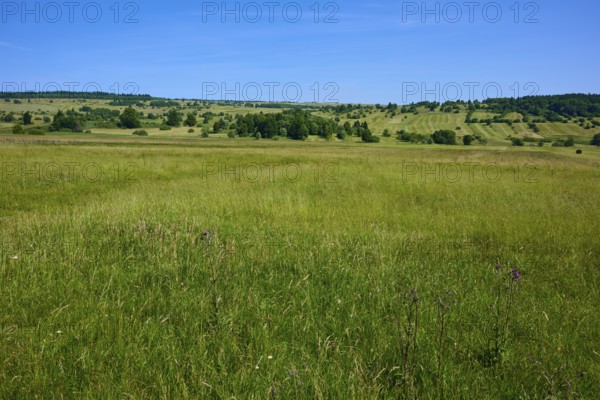 Green grass landscape under a cloudless blue sky, creates a feeling of freedom, summer, Lange Rhön, Oberelsbach, Rhön, Bavaria, Germany