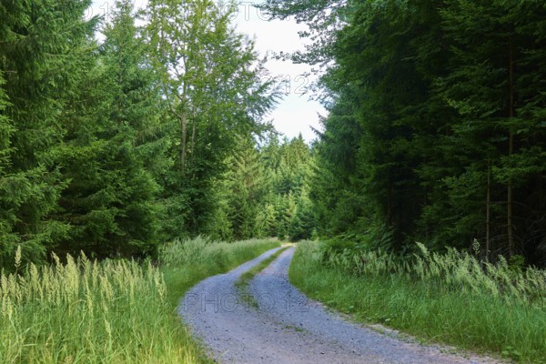 Narrow gravel path leads through a green forest, summer, Odenwald, Hesse, Germany