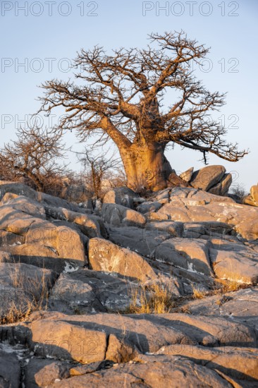 Sunset, African baobab or baobab tree (Adansonia digitata), Dry landscape, Kubu Island (Lekubu), Sowa Pan, Makgadikgadi salt pans, Botswana