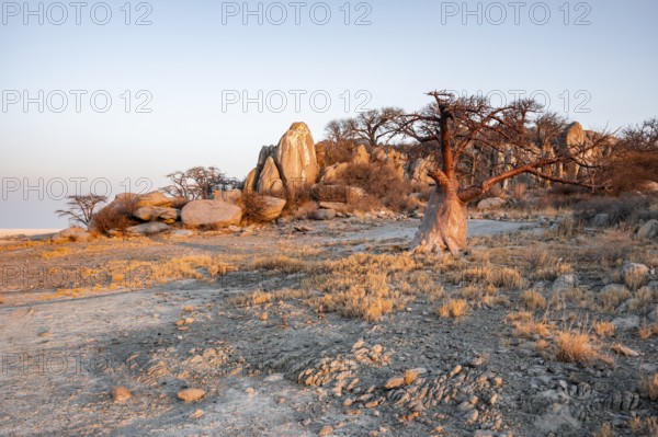 Sunset, African baobab or baobab tree (Adansonia digitata), Dry landscape, Kubu Island (Lekubu), Sowa Pan, Makgadikgadi salt pans, Botswana