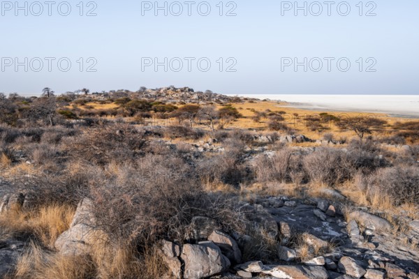 African baobab or baobab tree (Adansonia digitata), arid landscape, Kubu Island (Lekubu), Sowa Pan, Makgadikgadi salt pans, Botswana