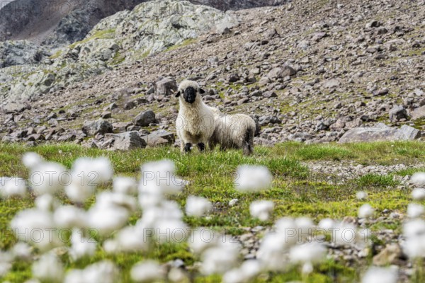 Two Valais Blacknose sheep (Ovis gmelini aries), in meadow with flowering white cotton grass, high alpine mountain valley, Obere Senner Egete, Stubai Alps, near Ridnaun, South Tyrol, Italy