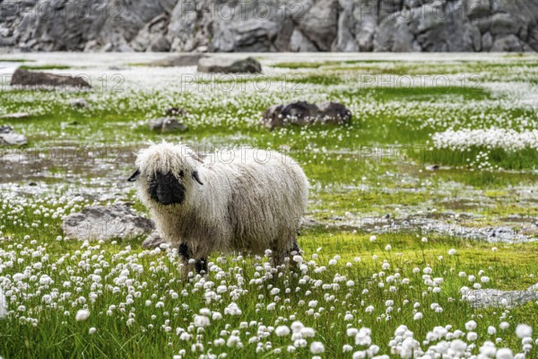 Valais Blacknose sheep (Ovis gmelini aries), in meadow with flowering white cotton grass, high alpine mountain valley, Obere Senner Egete, Stubai Alps, near Ridnaun, South Tyrol, Italy