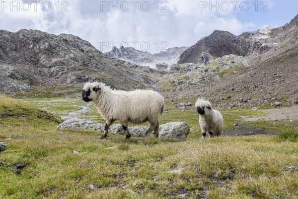 Two Valais Blacknose sheep (Ovis gmelini aries), high alpine mountain valley, Obere Senner Egete, Stubai Alps, near Ridnaun, South Tyrol, Italy