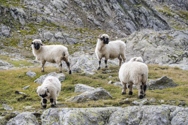 Valais Blacknose sheep (Ovis gmelini aries), high alpine mountain valley, Obere Senner Egete, Stubai Alps, near Ridnaun, South Tyrol, Italy