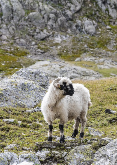 Valais Blacknose sheep (Ovis gmelini aries), high alpine mountain valley, Obere Senner Egete, Stubai Alps, near Ridnaun, South Tyrol, Italy