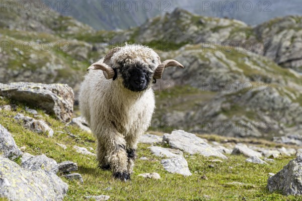 Valais Blacknose sheep (Ovis gmelini aries), high alpine mountain valley, Obere Senner Egete, Stubai Alps, near Ridnaun, South Tyrol, Italy