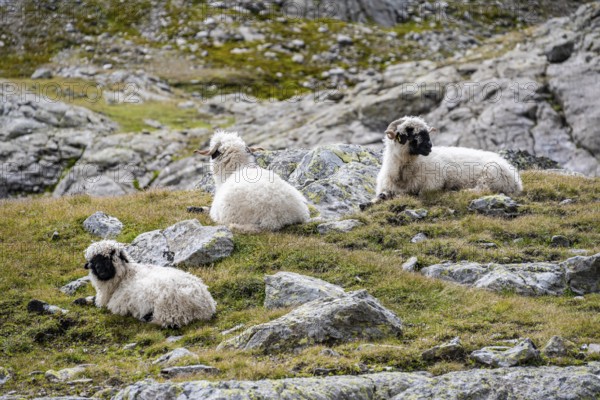 Valais Blacknose sheep (Ovis gmelini aries), sitting, high alpine mountain valley, Obere Senner Egete, Stubai Alps, near Ridnaun, South Tyrol, Italy
