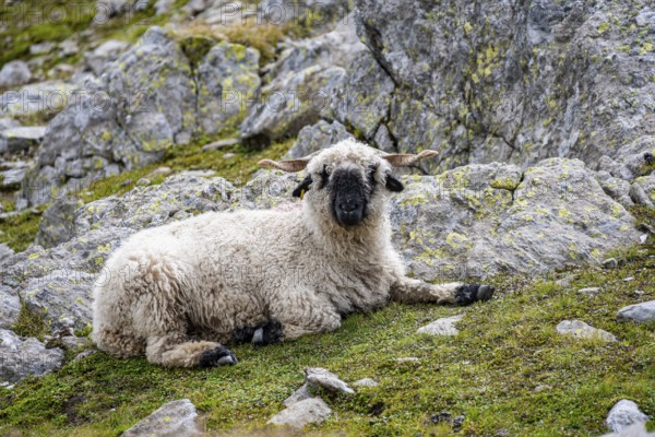 Valais Blacknose sheep (Ovis gmelini aries), sitting, high alpine mountain valley, Obere Senner Egete, Stubai Alps, near Ridnaun, South Tyrol, Italy