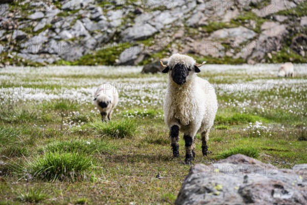 Two Valais Blacknose sheep (Ovis gmelini aries), in meadow with flowering white cotton grass, high alpine mountain valley, Obere Senner Egete, Stubai Alps, near Ridnaun, South Tyrol, Italy