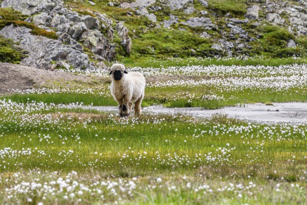 Valais Blacknose sheep (Ovis gmelini aries), in meadow with flowering white cotton grass, high alpine mountain valley, Obere Senner Egete, Stubai Alps, near Ridnaun, South Tyrol, Italy