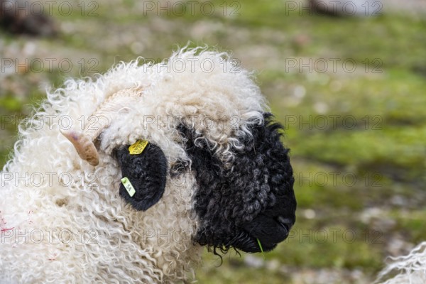 Valais Blacknose sheep (Ovis gmelini aries), animal portrait, high alpine mountain valley, Obere Senner Egete, Stubai Alps, near Ridnaun, South Tyrol, Italy