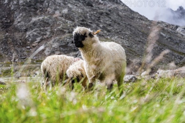 Valais Blacknose sheep (Ovis gmelini aries), in meadow, high alpine mountain valley, Obere Senner Egete, Stubai Alps, near Ridnaun, South Tyrol, Italy