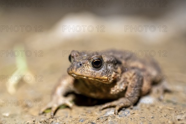 Common toad on the ground, Bavaria, Germany