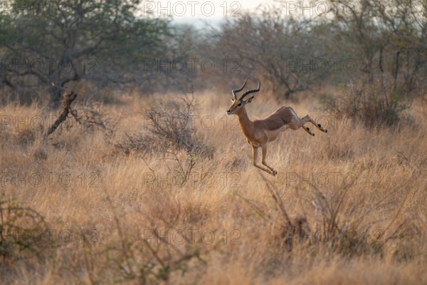 Springbok, male leaps into the air, dry grass, Kruger National Park, South Africa