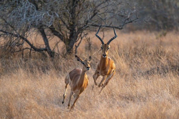 Springbok, male pursues female, parading behaviour, dry grass, Kruger National Park, South Africa