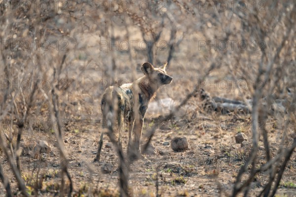 African wild dog, Kruger National Park, South Africa