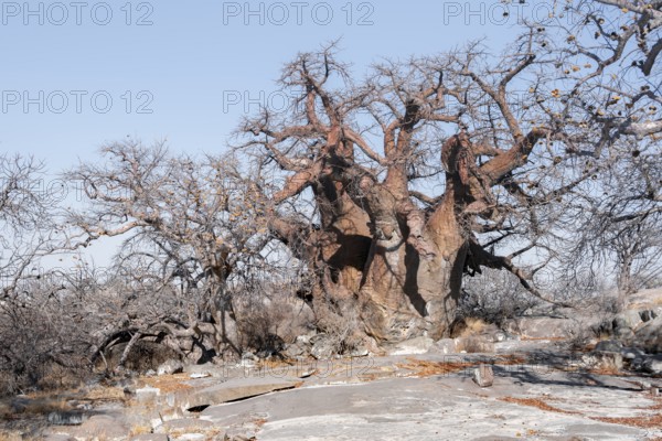 African baobab or baobab tree (Adansonia digitata), arid landscape, Kubu Island (Lekubu), Sowa Pan, Makgadikgadi salt pans, Botswana