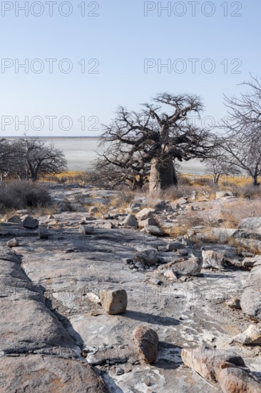 African baobab or baobab tree (Adansonia digitata), arid landscape, Kubu Island (Lekubu), Sowa Pan, Makgadikgadi salt pans, Botswana