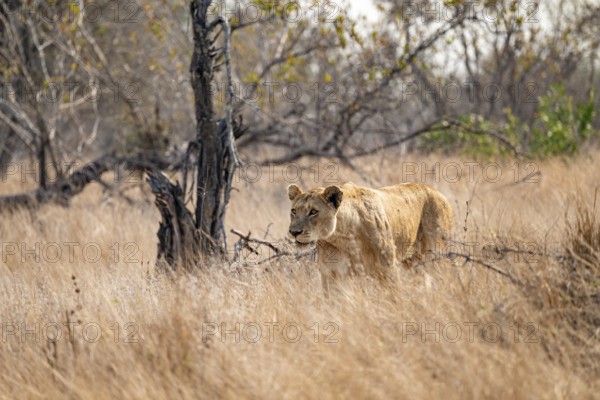 Lioness on the prowl, Kruger National Park, South Africa