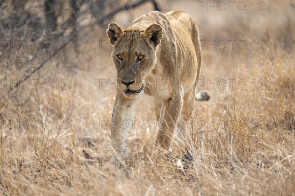 Looking into the camera, lioness on the prowl, Kruger National Park, South Africa