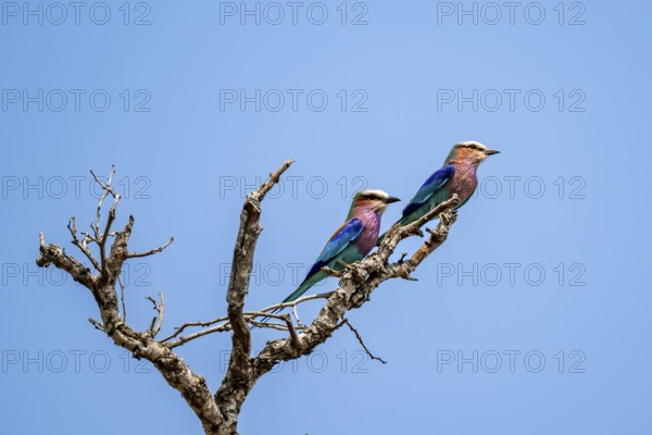 Forked Roller (Coracias caudatus), two birds on a branch in front of a blue sky, Kruger National Park, South Africa