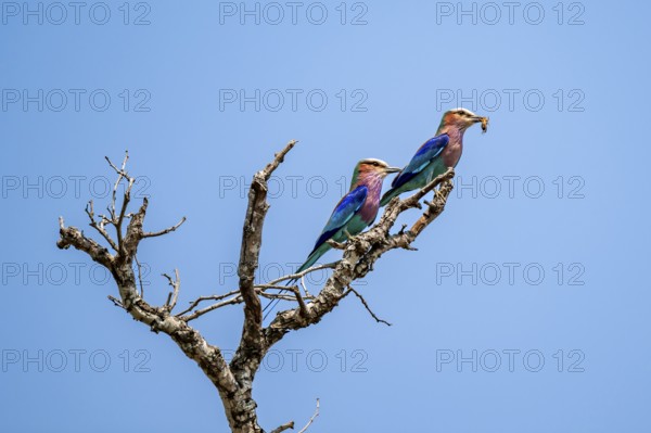 Forked Roller (Coracias caudatus), two birds on a branch in front of a blue sky, with food in their beaks, Kruger National Park, South Africa