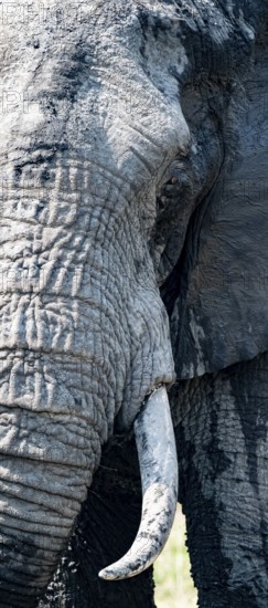 Portrait, African elephant with tusk, Kruger National Park, South Africa