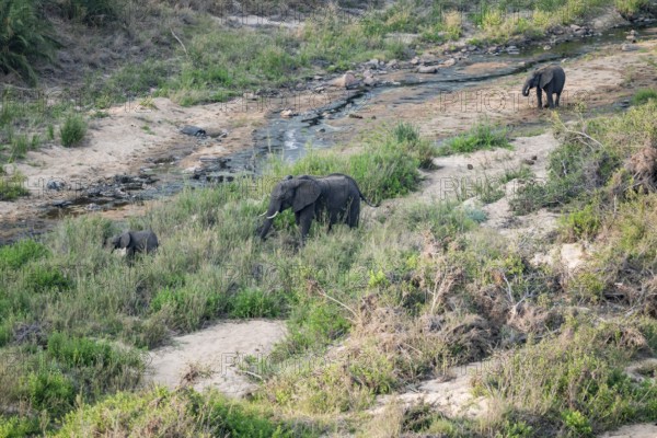 African elephants in a riverbed, Kruger National Park, South Africa