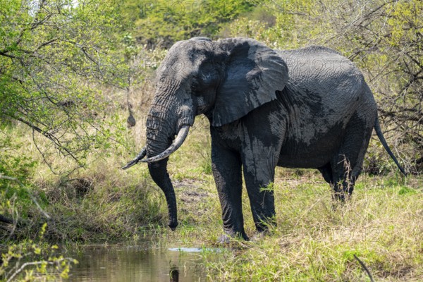 African elephant at a waterhole, Kruger National Park, South Africa