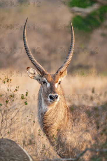 Elliptic waterbuck (Kobus ellipsipiprymnus), portrait male waterbuck, Kruger National Park, South Africa