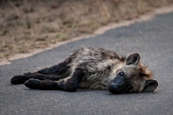 Hyena lying tired on a road, Kruger National Park, South Africa