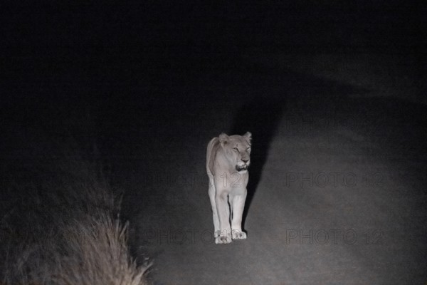 Lioness at night, night shot, Kruger National Park, South Africa