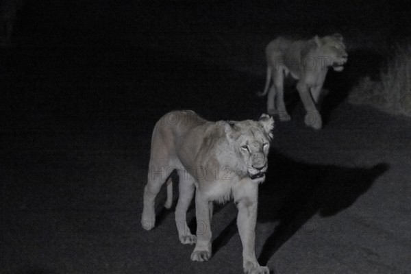 Pride of lions, lionesses at night, night shot, Kruger National Park, South Africa