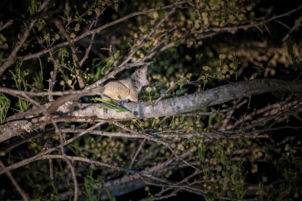 Galago (Galagonidae or Galagidae), also known as bushbaby, night shot, Kruger National Park, South Africa