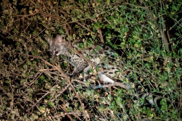 African civet (Civettictis civetta), night shot, Kruger National Park, South Africa