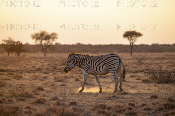 Plains zebra (Equus quagga), in dry savannah, in the evening light, Kruger National Park, South Africa