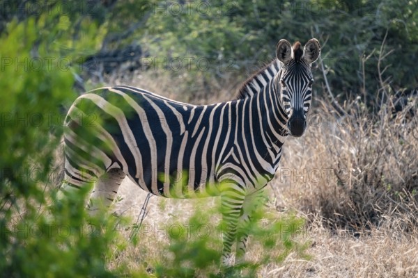 Plains zebra (Equus quagga), adult, between green bushes, Kruger National Park, South Africa