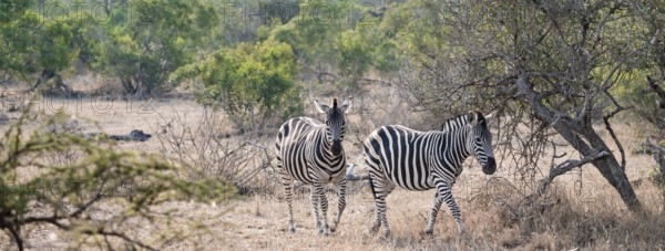 Plains zebra (Equus quagga), in dry grass, Kruger National Park, South Africa
